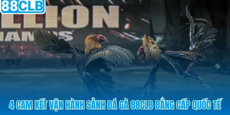 4 tiêu chuẩn vận hành sảnh đá gà 88CLB chuẩn quốc tế