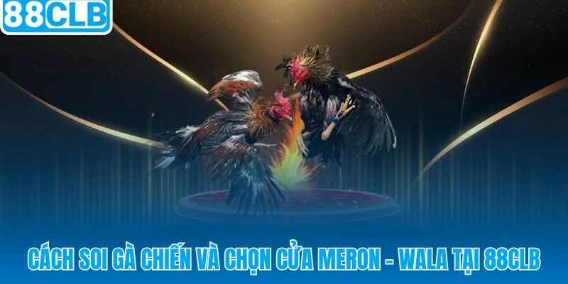 Quy trình soi chiến kê và chọn cửa Meron - Wala chuẩn xác