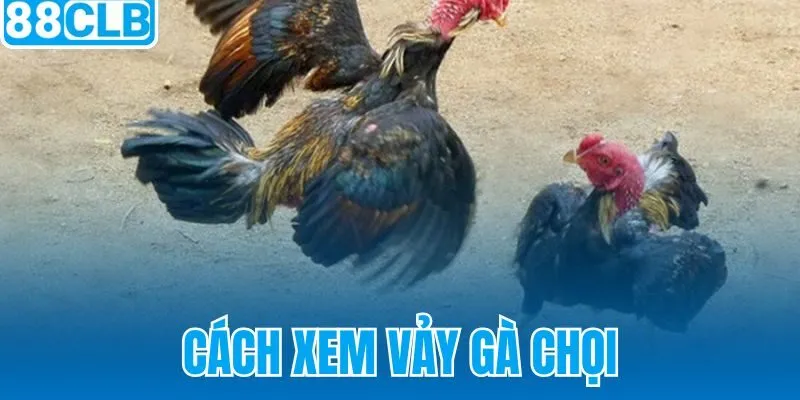 Cách Xem Vảy Gà Chọi 88CLB