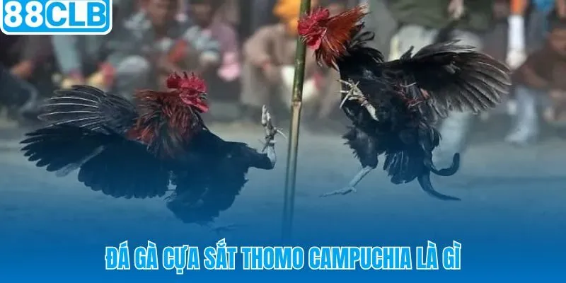 Đá gà cựa sắt 88CLB tại Thomo nhịp độ và cường độ vượt trội
