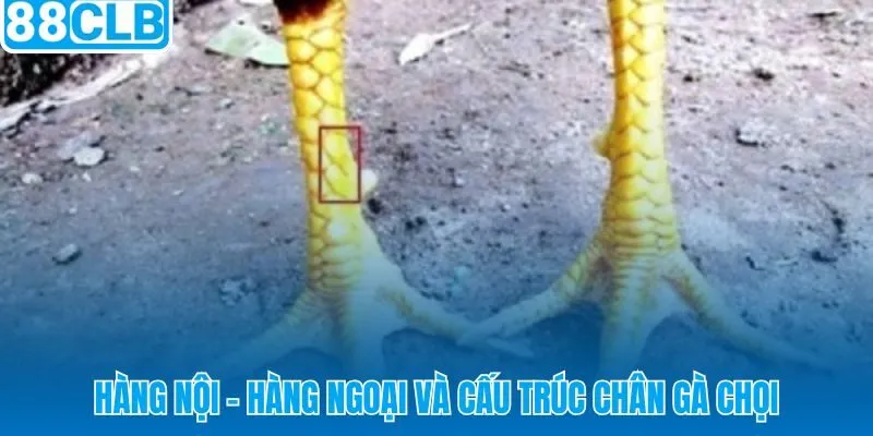 Hệ tọa độ chân gà chọi và nền tảng cách xem vảy gà chọi 88CLB