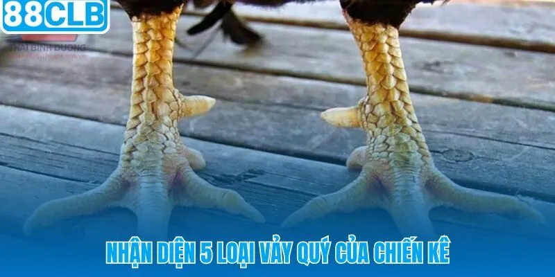 Năm loại vảy hiếm và dấu hiệu nhận dạng chiến kê đỉnh cấp