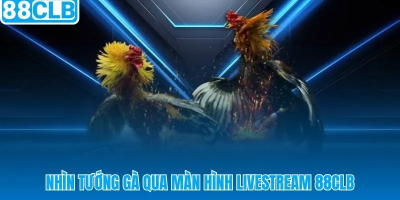 Tướng gà cựa sắt 88CLB bốn điểm quan sát qua livestream Thomo