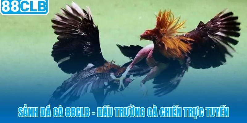 Đá gà 88CLB đấu trường chiến kê trực tuyến