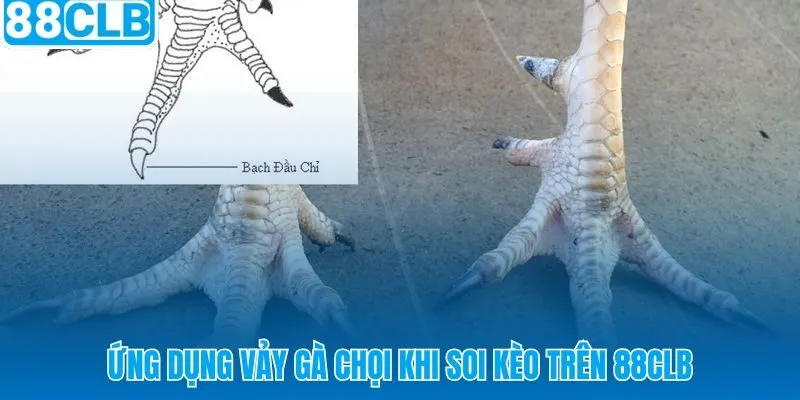 Bốn bước ứng dụng cách xem vảy gà chọi 88CLB vào phân tích kèo